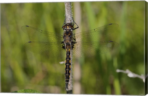 Framed Dragonfly Black And Yellow Print