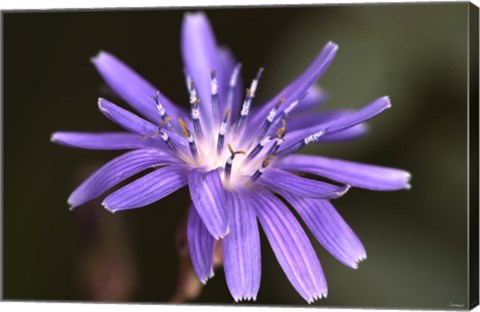 Framed Purple Flower Petals And Dew Closeup III Print