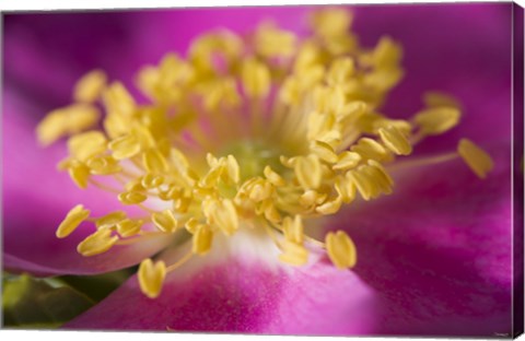 Framed Magenta And Yellow Flower Closeup Print