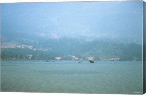 Framed Misty Lake Swim Print