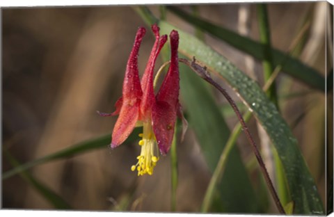 Framed Red And Yellow Flower Closeup Print