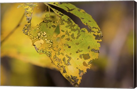 Framed Green And Yellow Leaf Print