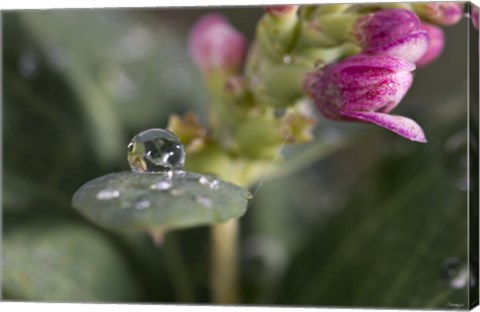 Framed Raindrop And Pink Flower Buds Print