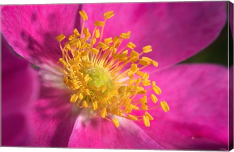Framed Pink And Yellow Blooming Flower Closeup Print