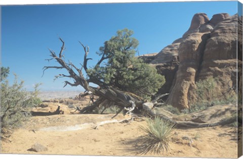 Framed Twisted Tree Under Blue Sky 20 Print