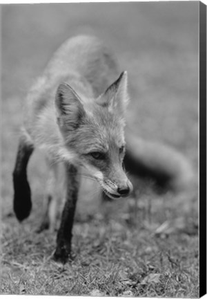 Framed Fox In Field Black And White I Print
