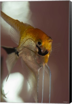 Framed Angel Fish VIII Print