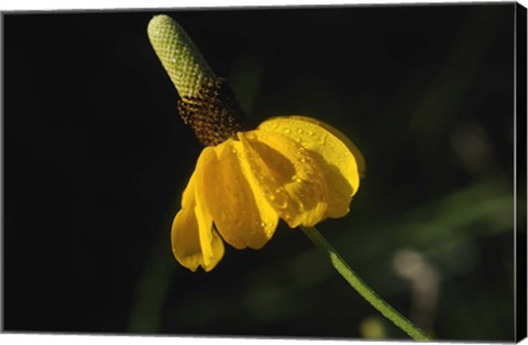 Framed Shades Of Nature Yellow Flower Green Center Print