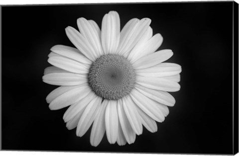 Framed Gerber Daisy On Black Print