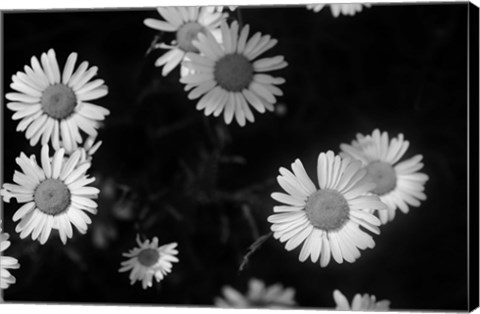 Framed Gerber Daisies On Black Print