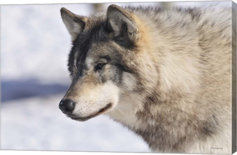 Framed Zoo Wolf 10 Print