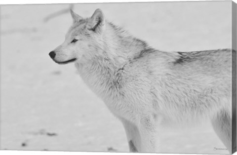 Framed White Wolf 2 Print