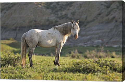Framed Wildhorses 8 Print