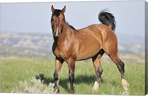 Framed Wildhorses 25 Print