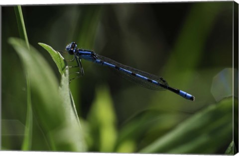 Framed Blue Dragonfly Print