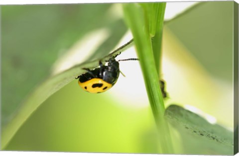Framed Yellow And Black Ladybug Print
