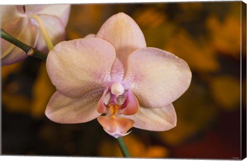 Framed Pink Spotted Flower On Stem Print