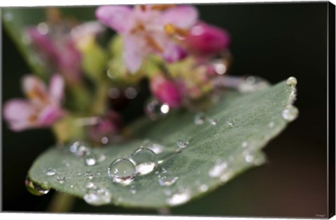 Framed Raindrops On Leaf With Pink Buds Print