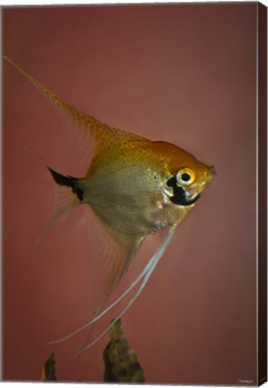 Framed Angel Fish V Print