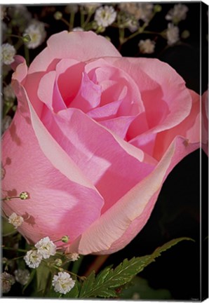 Framed Rose Pink Closeup Print