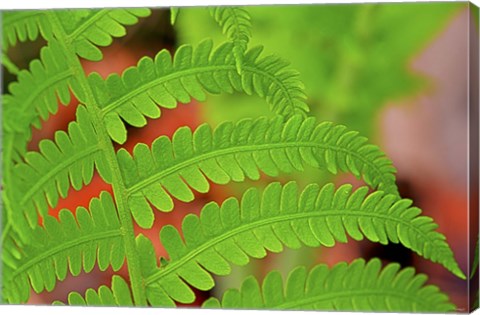 Framed Fern Leaf Closeup Print
