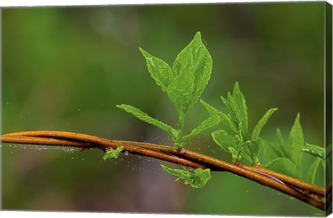 Framed Leaf On Branches Closeup Print