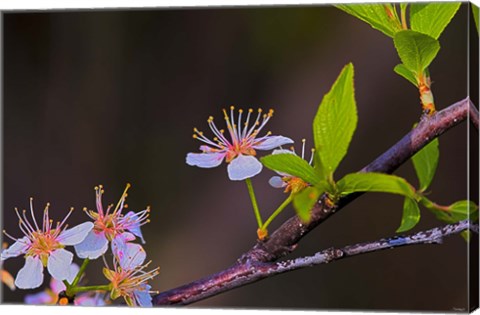 Framed White Flower Blooms On Branch Print