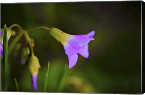 Framed Purple Flower And Buds Print