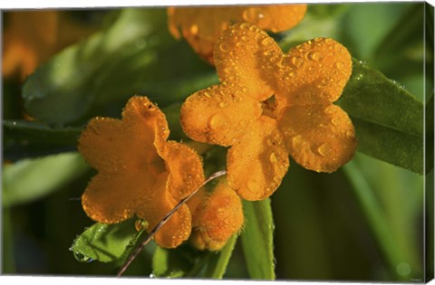 Framed Orange Blossomed Flowers And Dew Print