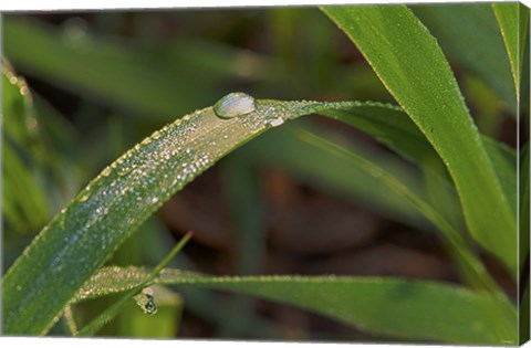 Framed Raindrops On Leaf Blades Print
