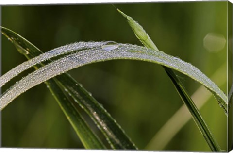 Framed Raindrops On Leaf Blade Print