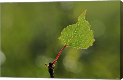 Framed Single Leaf Print