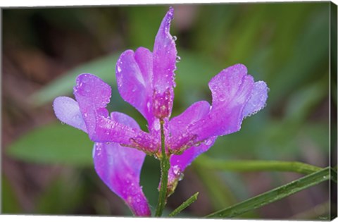 Framed Bloomed Magenta Flower And Dew Print