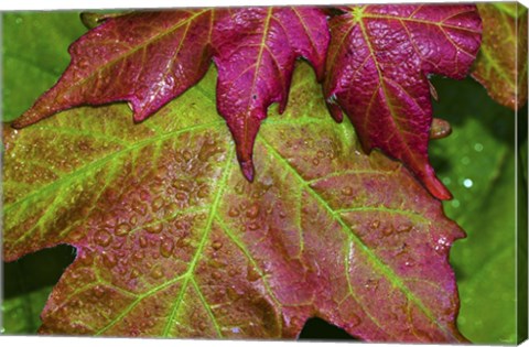 Framed Fall Leaves After Rain Print