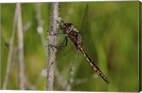 Framed Dragonfly Black And Yellow On Stem Print
