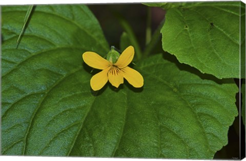 Framed Yellow Flower On Large Leaf Print