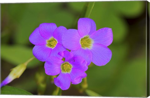 Framed Purple Wildflower Trio Print