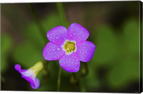 Framed Purple Wildflower And Bloom Print