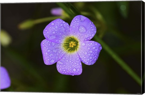 Framed Purple Flower And Green Center And Dew Print