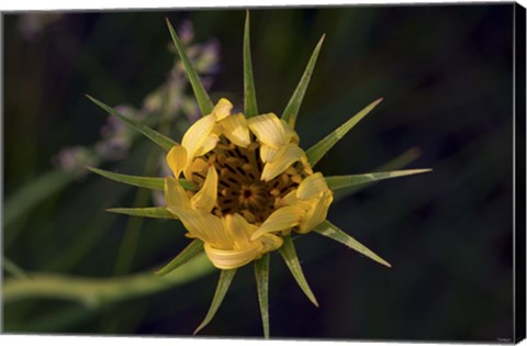 Framed Yellow Flower With Spiked Leaves Print