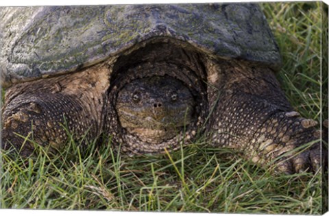 Framed Tortoise In Grass Closeup Print