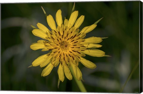 Framed Yellow Flower With Spiked Leaves  Closeup Print