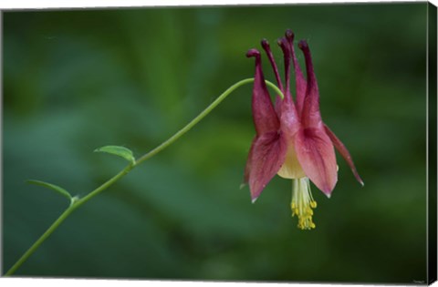 Framed Magenta Flower Hanging On Stem Print