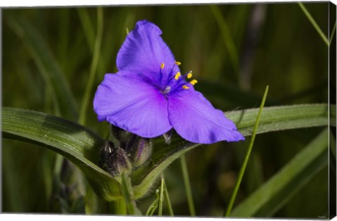 Framed Purple Flower In Bloom Print