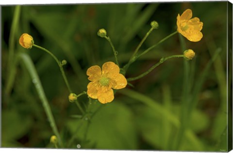 Framed North Shore Yellow Wildflowers Print