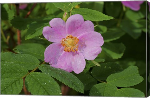 Framed North Shore Pink Flower Print