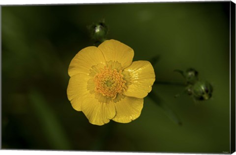 Framed North Shore Yellow Flower Print