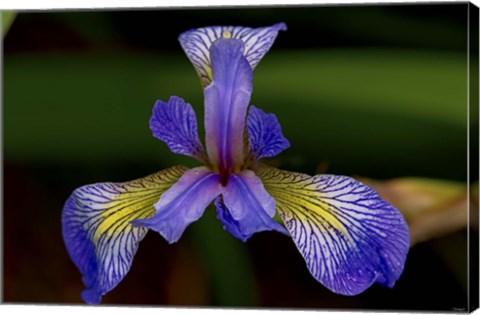 Framed North Shore Purple And Yellow Flower Closeup Print