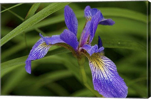 Framed North Shore Purple And Yellow Flower Print