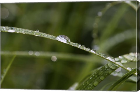 Framed North Shore Blades of Grass Covered In Dew Print